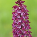 Hybride Helm-Knabenkraut (Orchis militaris) x Purpur-Knabenkraut (Orchis purpurea)